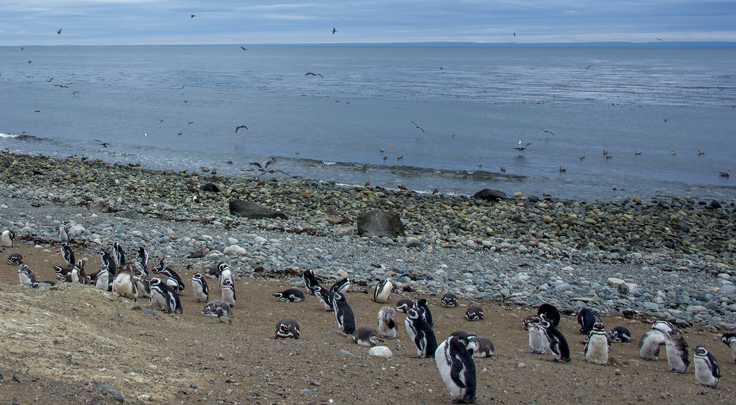 site_pinguinera2m