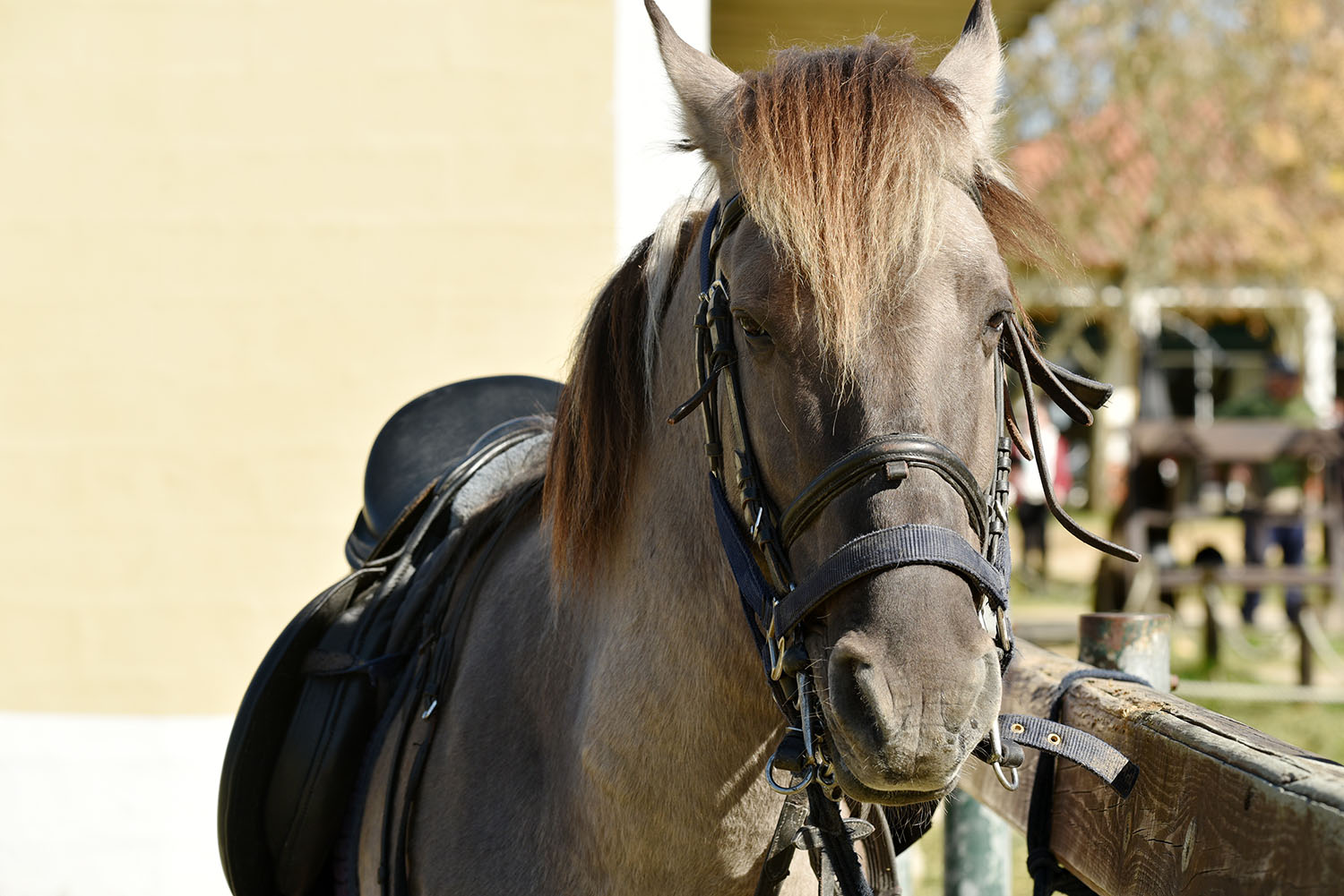 Cavalos Loiros Sorrir Prado Siusi Alpes Trentino Alto Adige Itália